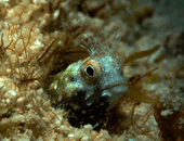 ws7.gif