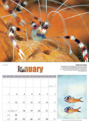 January Spread.jpg