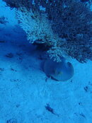 5068A399-7AF5-411A-ADBE-075D64EA4532.jpeg