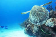 turtle back.png