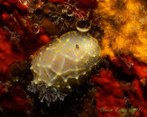 Nudi PB170896.jpg