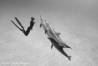 Dancing with Dolphins Becky Kagan Schott .jpg