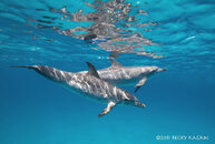 two spotted dolphins in blue wm sm.jpg
