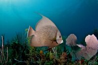 angelfish.jpg