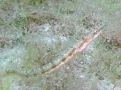 Blue Heron Bridge Resh Pikeblenny female.jpg