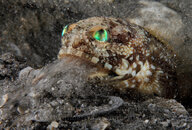 Banded-Jawfish-Cleans-M.jpg