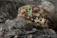 Banded-Jawfish-Cleans-XL.jpg