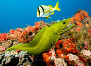 Moray2-2-M.jpg