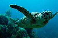 800px-Hawksbill_Turtle_BVI.jpg