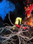 Seahorse (15).jpg