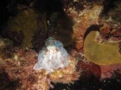 Octopus (5).jpg