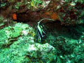 Moorish Idol.jpg