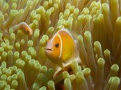 Clownfish2.jpg