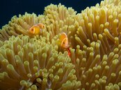 Clownfish3.jpg