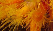 IMG_3786a.jpg