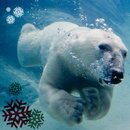 polar bear x-mas Karte-01.jpg