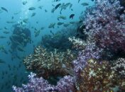 Shark Point underwater.jpg