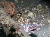 Blue Heron Bridge Arrow Crab and Spotted Moray.jpg