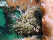 Blue Heron Bridge Plumed Scorpionfish.jpg