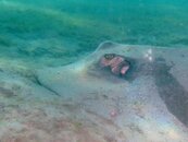 Blue Heron Bridge Southern Stingray.jpg