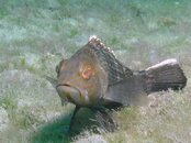 Blue Heron Bridge Black Sea Bass.jpg