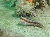 Blue Heron Bridge Seaweed Blenny.jpg