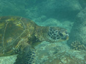 Turtle before phtoshop.jpg