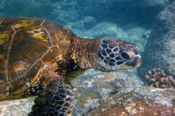 Turtle after photoshop.jpg