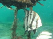 Blue Heron Bridge Alantic Spadefish and a Whitefin Sharksucker.jpg