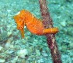 orangeseahorse.jpg