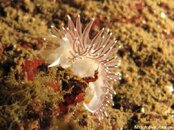 nudibranch2.jpg