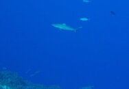 Coz Dec 2021 Reef Shark 002.jpg