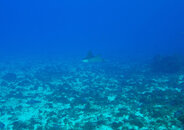Coz Dec 2021 Spotted Eagle Ray 001.jpg