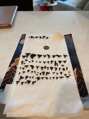 Tooth_2.jpg