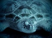 Turtle face.jpg