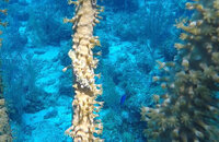 Pygmy filefish.jpeg