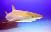 39 reef shark.jpg