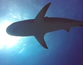 45 reef shark.jpg