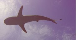 54 reef shark.jpg