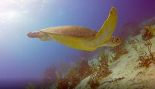 64 Hawksbill.jpg