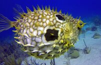 70 Puffer.jpg