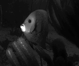 ppq6.gif