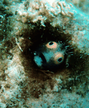 ppq7.gif