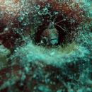 ppq10.gif
