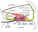 Cochlea structures.jpg