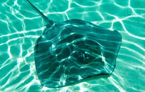 338D7871-8B41-4472-8C31-6D69A5D5D711_1_201_a.jpeg