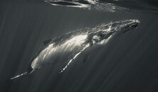 7495E092-BBA9-4F09-A3B9-0D0C5B6903B3_1_201_a.jpeg