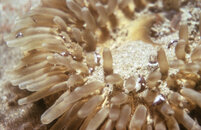 Telia anemone & amphipod002.jpg