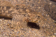 Sculpin on sand 05.jpg