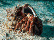 bb3.gif